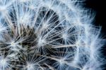 Close Up Of A Dandelion Flowers Stock Photo