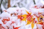 Red Fall Maple Tree Covered In Snow,south Korea Stock Photo