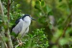 Black-crowned Night Heron Stock Photo