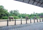 The Thai Elephats Show In Thailand Stock Photo