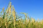 Paddy Rice Stock Photo