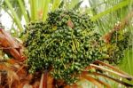 Palm Tree Fruits Stock Photo