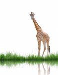 Giraffe Stock Photo