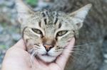 Woman's Hand On The Feather Of The Cute Thai Cat Stock Photo