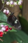 Butterfly Fly In Morning Nature Stock Photo