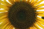 Sunflowers In A Field In The Afternoon Stock Photo