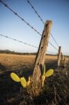 Rusted Sharp Timber And Metal Barb Wire Fence Stock Photo