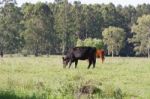 Cows Grazing In The Green Argentine Countryside Stock Photo