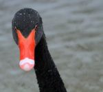 Black Swan Head Stock Photo