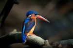 Blue-eared Kingfisher (female) Stock Photo