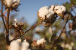 Cotton Field In Oakey, Queensland Stock Photo