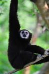 White-handed Gibbon Stock Photo