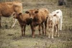 Country Cows Stock Photo