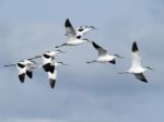 Avocet Stock Photo