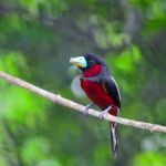 Black-and-red Broadbill Stock Photo