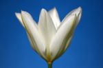 White Tulip Stock Photo