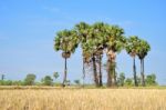 Sugar Palm Stock Photo