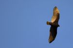 Turkey Vulture Stock Photo