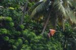 Bird Flying With Trees In The Background Stock Photo