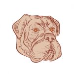 Bullmastiff Head Etching Color Stock Photo