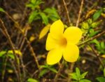 Golden Trumpet Vine, Yellow Plant In The Garden Stock Photo