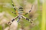 Orb-weaving Spider (argiope Bruennichi) Stock Photo