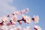 Cherry Blossom With Soft Focus, Sakura Season Background Stock Photo