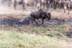 Blue Wildebeest In Tanzania Stock Photo