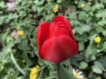 Tulips In The Garden Stock Photo