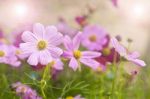 Zinnia Flowers Stock Photo