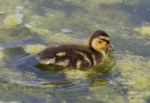 Cute Chick Of The Mallards Is Eating The Algae Stock Photo