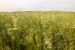 Mediterranean Native Vegetation Stock Photo