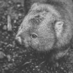 Wombat During The Day Stock Photo