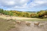 Sheeps Stock Photo