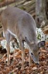 Beautiful Image With The Cute Deer In The Forest Stock Photo