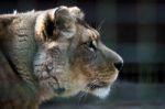 Barbary Lion (panthera Leo Leo) Stock Photo