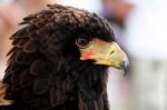 Bateleur Eagle Stock Photo