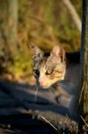 Beautiful Domestic Cat Hunting Stock Photo