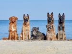 Three Malinois Belgian, Little Pyrenean Shepherd Dog, Cane Corso And New Scotch Retriever Stock Photo