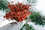 Foxtail Palm Tree In The Garden Stock Photo