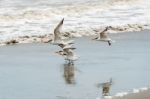 Royal Tern, Thalasseus Maximus At The Beach In Panama Stock Photo