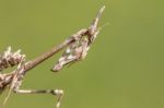 Empusa Pennata Insect Stock Photo