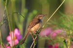 Birds In Nature Stock Photo