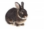 Black Rabbit Stock Photo