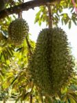 Fresh Durian On Durian Tree In Ease Of Thailand Stock Photo