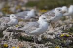 Young Seagulls Near The Cliffs Stock Photo