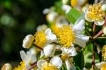 White Flowers Of Calophyllum Inophyllum Stock Photo