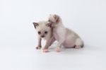 Cute Kitty Cat Playing On White Background Stock Photo