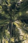 Trees In Mapleton Falls National Park Rainforest, Glass House Mountains Stock Photo