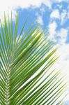 Green Leaf And Blue Sky Stock Photo